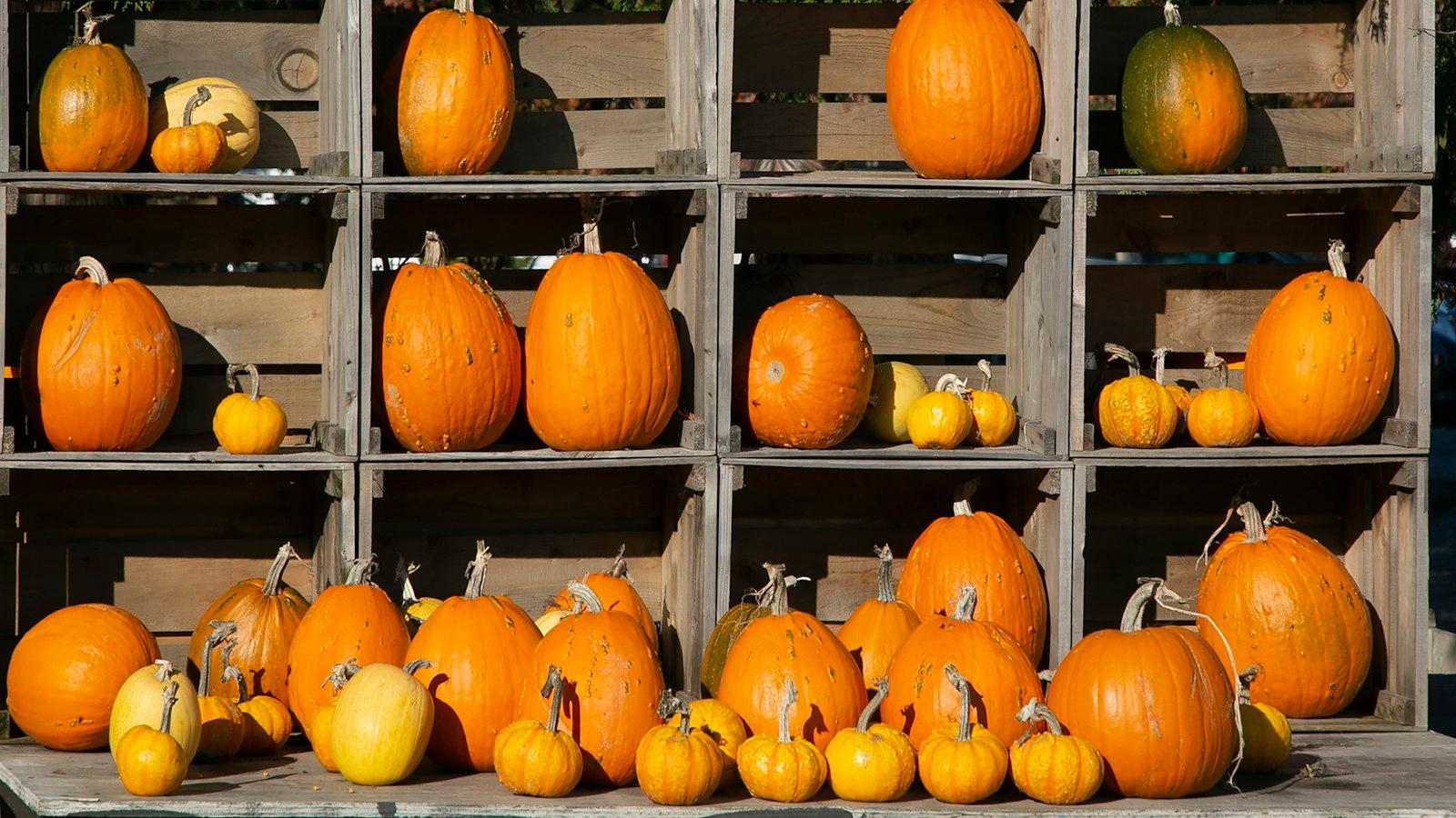 Pumpkins and gourds arranged in wooden crates at an autumn display